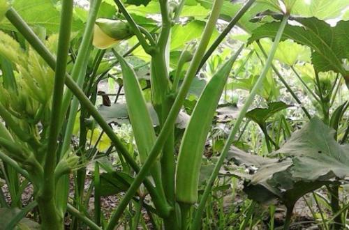 黄秋葵的种植方法 黄秋葵高产栽培技术-第7张图片