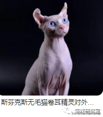 猫的品种及价格（三十种常见品种猫的合理价格）-第15张图片