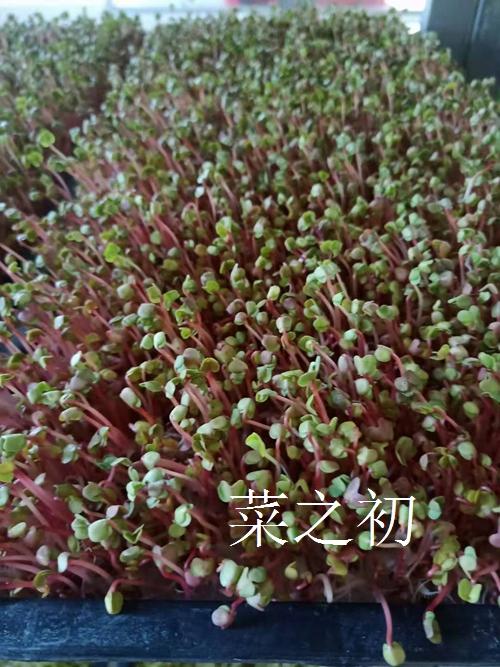 香椿什么时候种植最佳(四季香椿的种植方法)-第1张图片