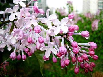 丁香空结雨中愁（芭蕉不展丁香结下一句）