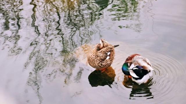 清凉一夏后半句是什么（清凉一夏押韵下一句怎么说）-第3张图片