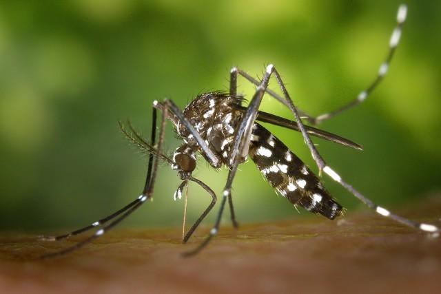 灭蚊子最有效的方法 排名第一的灭蚊神器