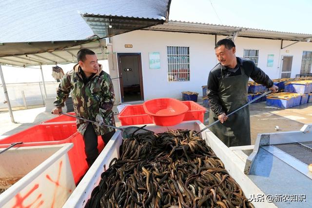 黄鳝养殖技术大全 黄鳝人工养殖技术-第3张图片