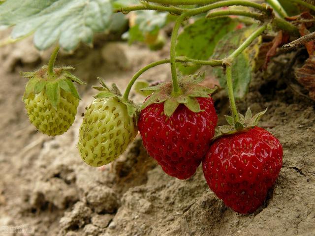 草莓的种植方法和技术 草莓种植技术及日常管理-第3张图片