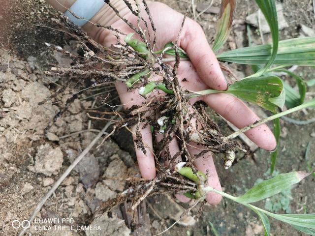 白芨种植技术和栽培（白芨适合什么地方种植）-第1张图片