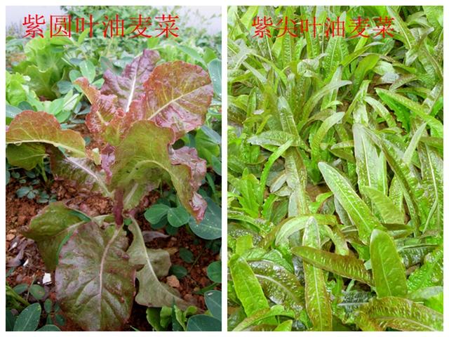 油麦菜是蔬菜吗 油麦菜名字由来-第20张图片