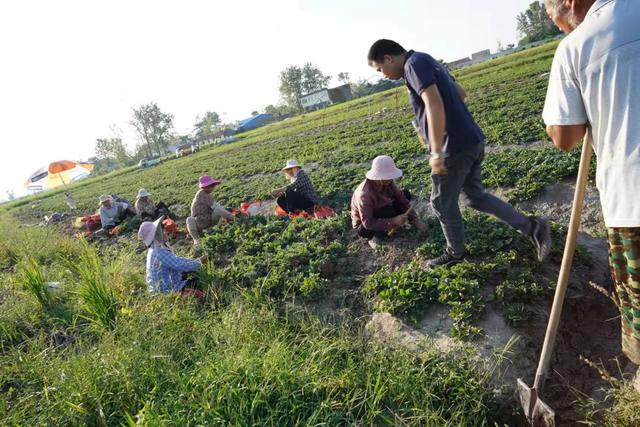 种草莓是什么意思 种草莓就代表做过了吗-第9张图片