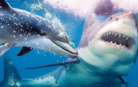 鲨鱼为什么怕海豚（鲨鱼怕海豚的原因是什么）-第1张图片