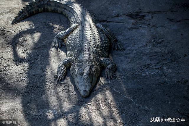 鳄鱼属于什么类动物（鳄鱼两栖类还是爬行类）-第3张图片