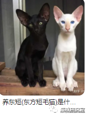 猫的品种及价格（三十种常见品种猫的合理价格）-第9张图片