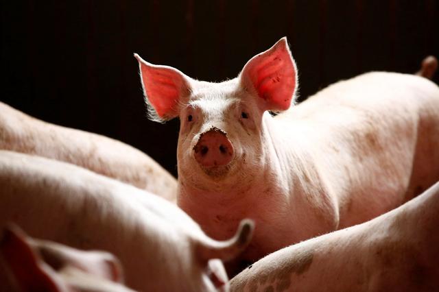 猪的寿命有几年 猪的智商相当于人几岁-第15张图片