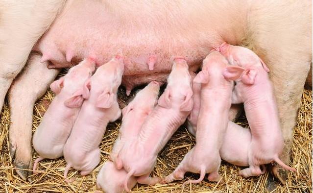 猪的寿命有几年 猪的智商相当于人几岁-第8张图片