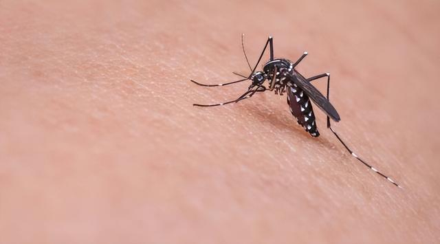 为什么有些人招蚊子 爱被蚊子咬是什么体质-第2张图片