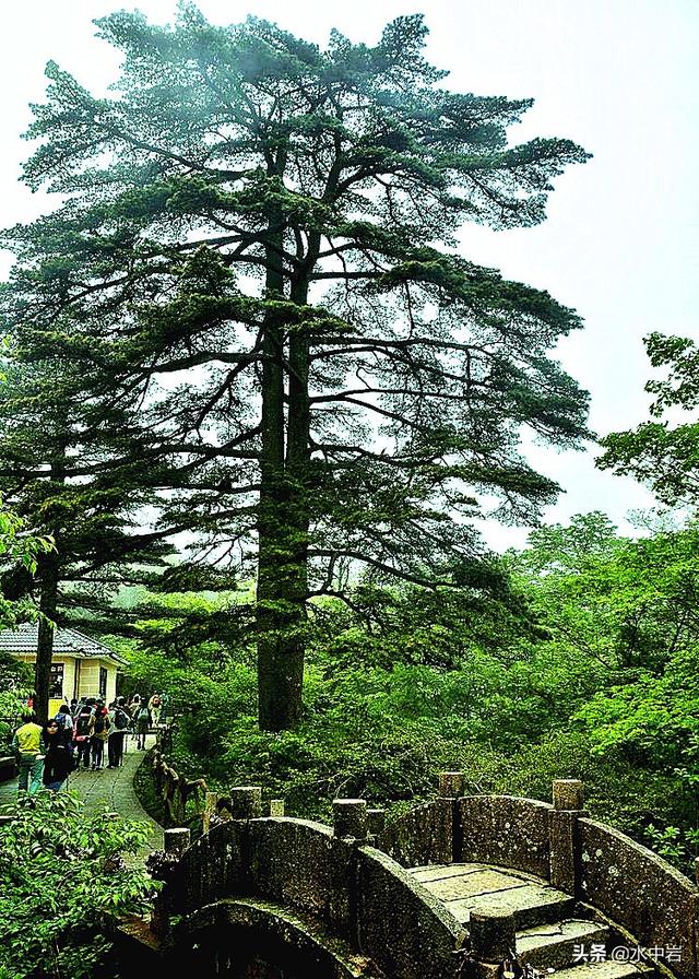 黄山奇石有哪些奇石（黄山奇石图片）-第5张图片