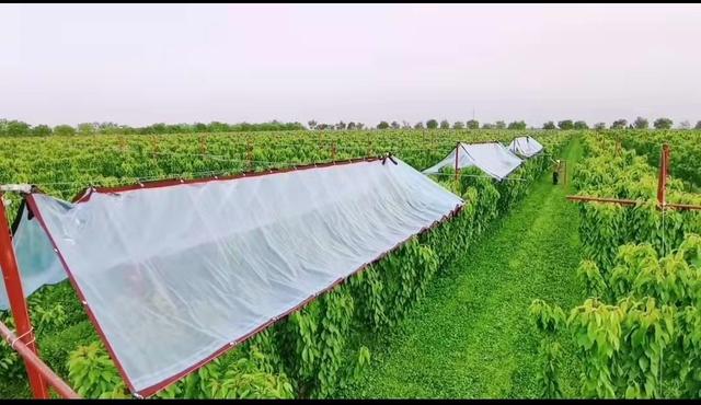 红提葡萄种植技术 一亩大棚葡萄一年利润-第3张图片