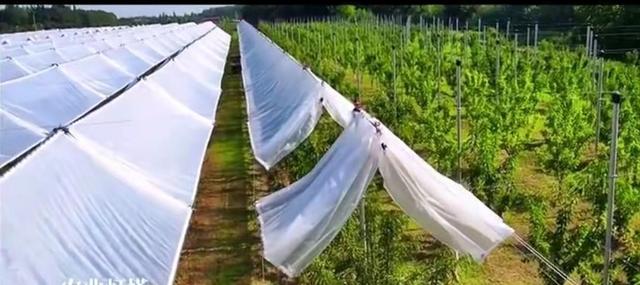 红提葡萄种植技术 一亩大棚葡萄一年利润-第10张图片