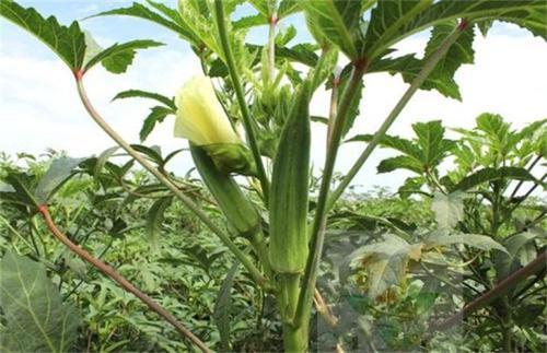 黄秋葵的种植方法 黄秋葵高产栽培技术-第6张图片
