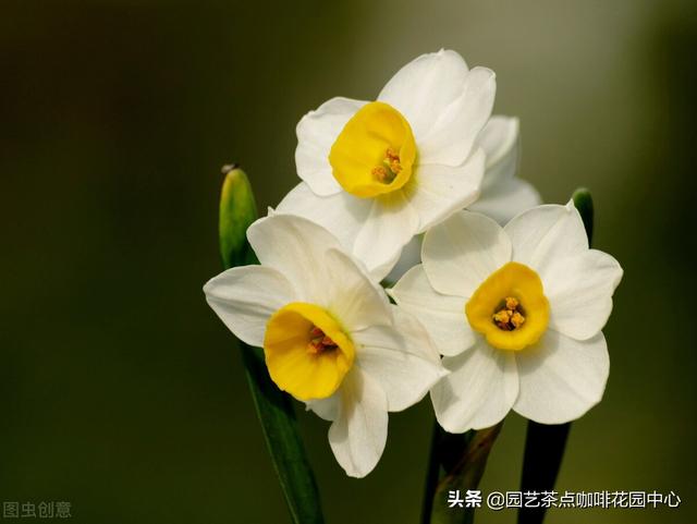 水仙花的生长变化情况 水仙花生长过程记录图-第4张图片