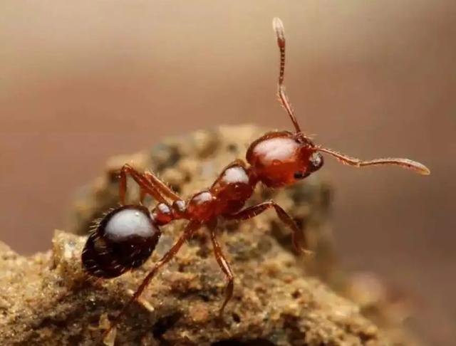 蚂蚁的天敌是什么动物 蚂蚁的克星是什么东西-第1张图片