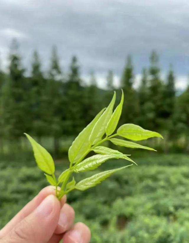 张家界特产三宝一绝（张家界特产土家莓茶）-第1张图片