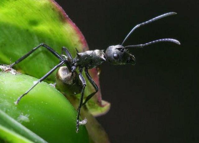 蚂蚁的天敌是什么动物 蚂蚁的克星是什么东西-第11张图片