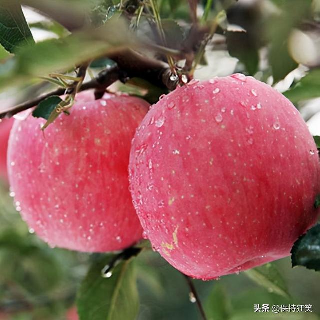 山东特产是什么（山东最出名的十大特产）