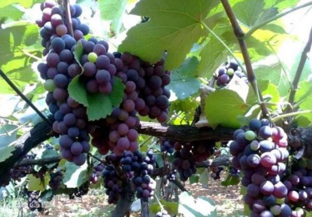 葡萄的栽培技术 葡萄种植技术和施肥方法-第1张图片
