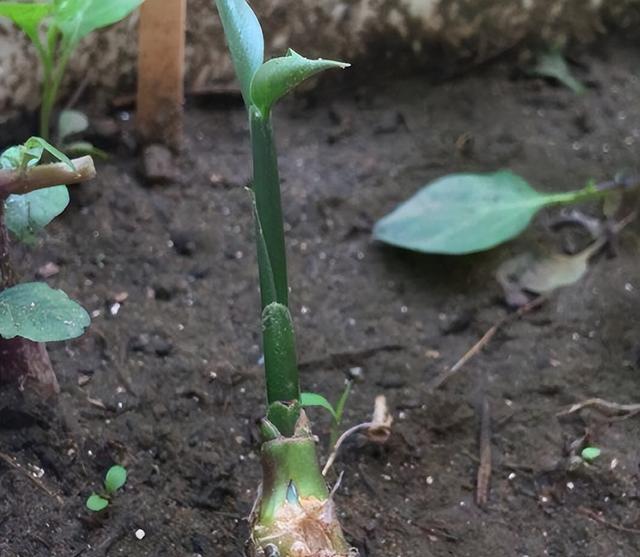 老姜的收获季节 生姜7月份可以种植吗