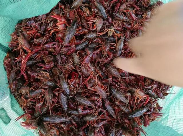 安徽龙虾养殖技术 江苏养虾-第3张图片