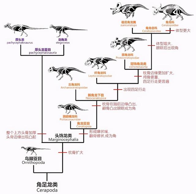 鳄鱼属于什么类的动物 鳄鱼的祖先是什么-第5张图片