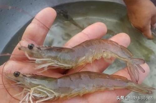 淡水小龙虾养殖技术 淡水虾养殖的条件-第4张图片