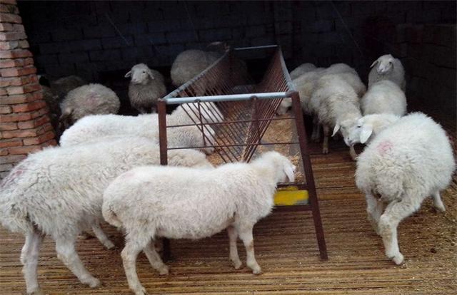 奶山羊养殖技术 养羊50只一年赚多少钱-第2张图片