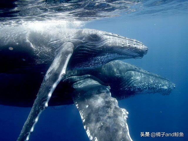 鲸鱼是哺乳动物吗（鲸鱼如何喂奶）-第3张图片