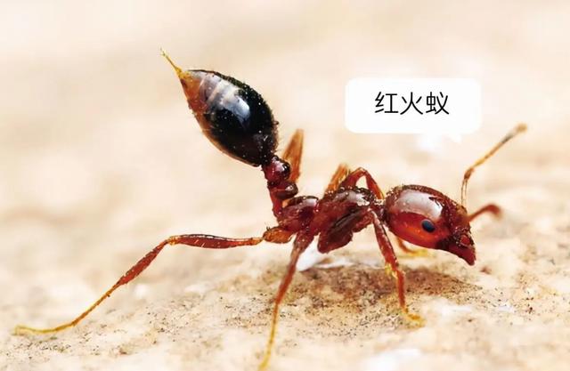 蚂蚁的天敌是什么动物 蚂蚁的克星是什么东西-第2张图片
