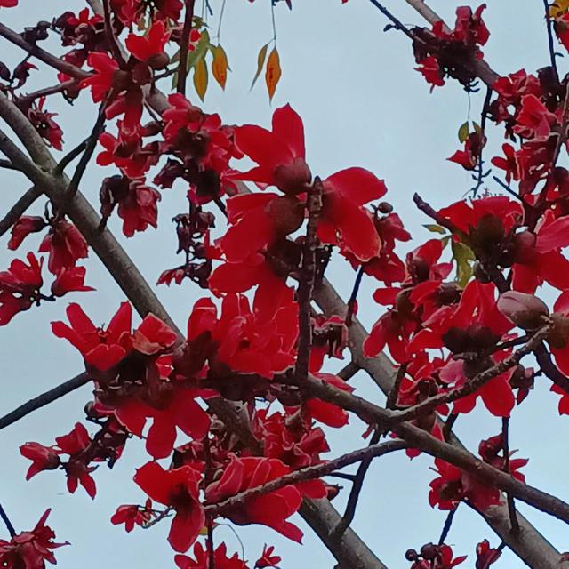 木棉花的花语和寓意（关于木棉花的唯美句子）