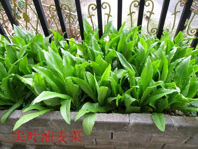 油麦菜是蔬菜吗 油麦菜名字由来-第2张图片