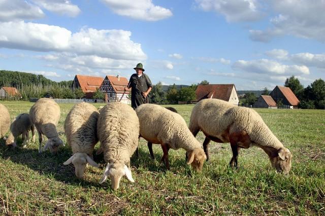 黑山羊养殖技术 养羊50只一年赚多少钱-第1张图片
