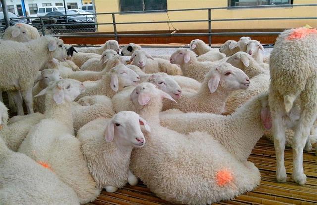奶山羊养殖技术 养羊50只一年赚多少钱-第1张图片