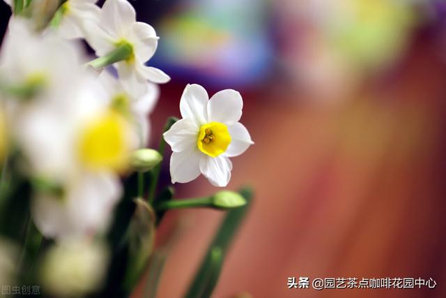 水仙花的生长变化情况 水仙花生长过程记录图-第6张图片