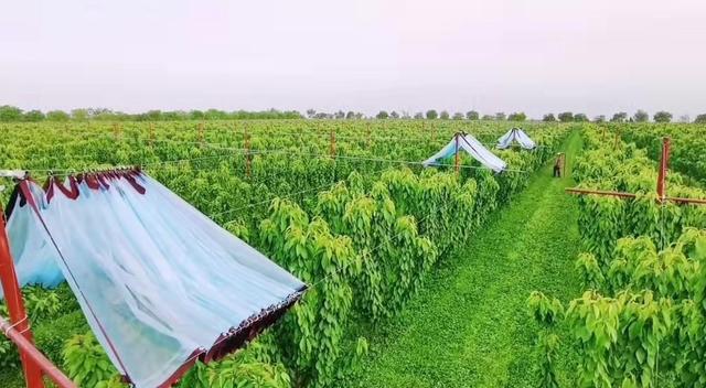红提葡萄种植技术 一亩大棚葡萄一年利润-第5张图片