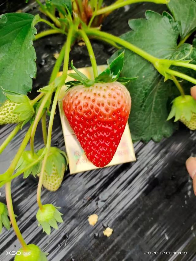 种草莓是什么意思 种草莓就代表做过了吗-第13张图片