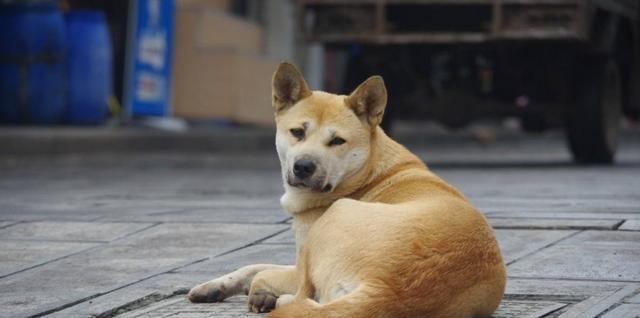 中华田园犬的优缺点(中华田园犬为什么禁养)