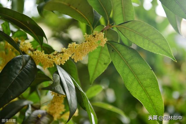 桂花树有公母之分吗(桂花养10年了都不开花)