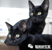 猫的品种及价格（三十种常见品种猫的合理价格）-第1张图片