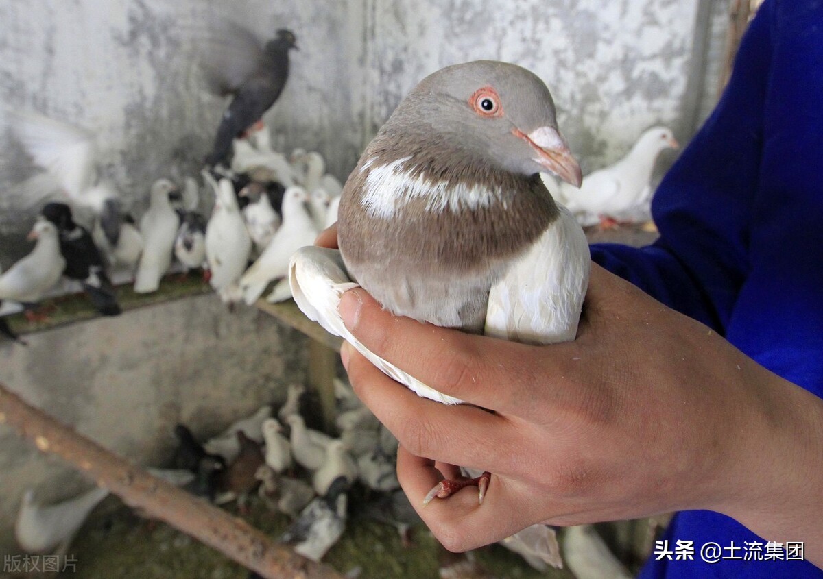 养10对鸽子一年的利润（肉鸽养殖的成本和利润）-第3张图片