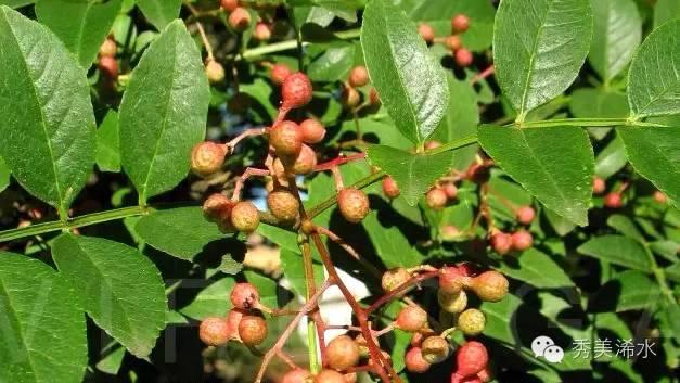 茱萸是什么植物 茱萸是一种香草吗-第3张图片