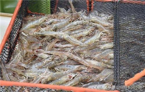 淡水小龙虾养殖技术 淡水虾养殖的条件-第1张图片