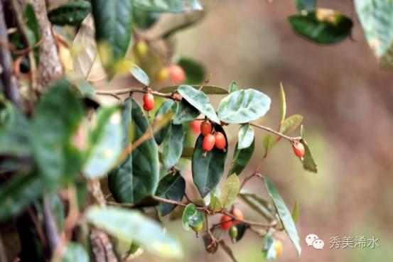 茱萸是什么植物 茱萸是一种香草吗-第4张图片