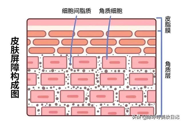 精华液是什么时候用的（精华液什么时候涂护肤顺序）-第4张图片