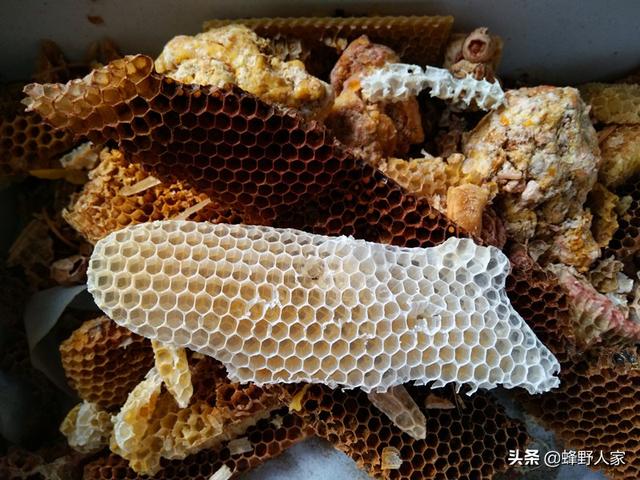 能制造蜂蜡的是什么蜂 网上买的蜂蜡能诱蜂吗